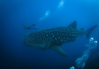 The Galapagos Islands and many of their unique creatures are at risk from warming waters