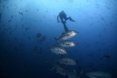 Galapagos Islands Facing Threats From Climate Change And Invasive Species