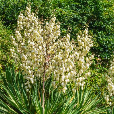 How to grow yucca plants – they're the perfect easy-care drought-tolerant option for any outdoor space