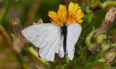 ‘Warning sign to us all’ as UK butterfly numbers hit record low