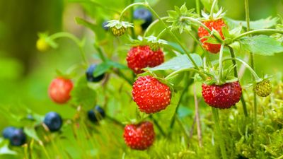 Why do strawberries have seeds on the outside?