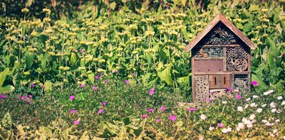 One garden, one year and one woman’s mission to make space for urban wildlife