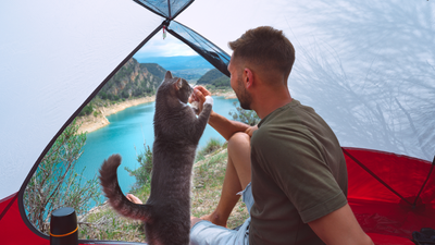 Camping with your cat: what to pack and how to do it safely