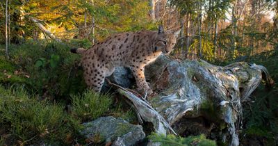 Thousands flock to exhibition on reintroducing lynx to Scotland