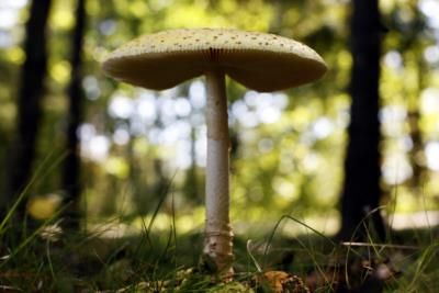 Surge In Poison Control Calls Due To Wild Mushrooms