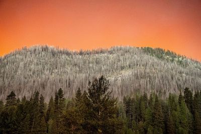 Study links wildfire smoke to dementia