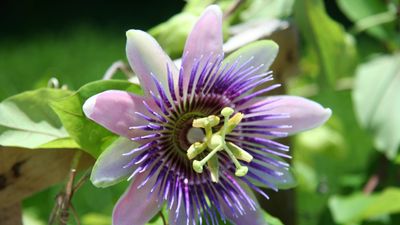 Passion flowers are both spectacular and other-worldly – discover how to grow this impressive flowering climber