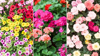 5 plants to deadhead in August so you can enjoy a gorgeous display of blooms