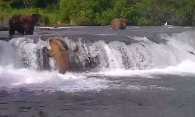 Famous brown bear ‘Chunk’ given the slip during courtship attempt