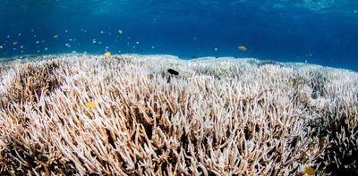 Coral restoration is a speculative, feel-good science that won’t save our reefs