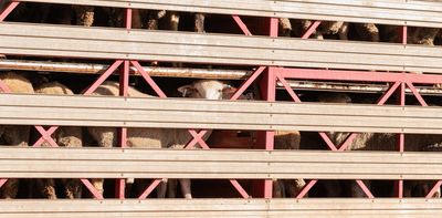 Our beef with ‘Big Meat’: the power perpetuating Australia’s live export trade is at play elsewhere