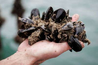 Belgium Flexes Its New Locally Sourced Mussels