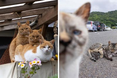 65 Entertaining Cat Pictures Captured By Masayuki Oki (New Pics)