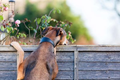 Ways to screen your garden from nosy neighbours