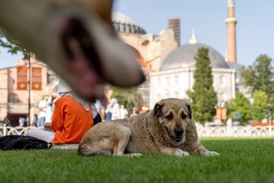 Anger as Turkey approves stray dog ‘massacre law’