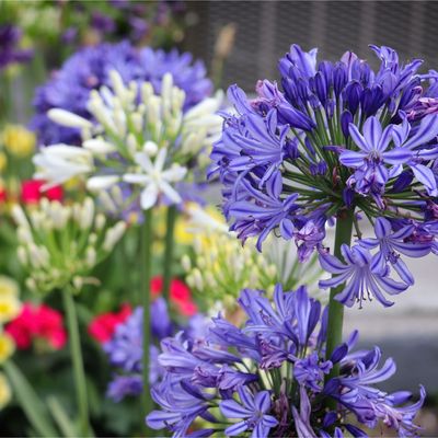 Should you deadhead agapanthus? You can, but there’s another option you might want to consider before