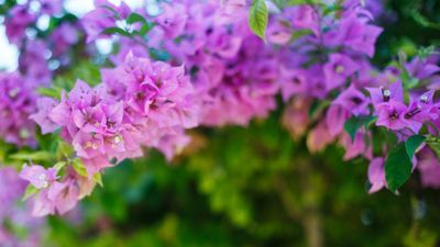 Looking for tropical and dramatic climbing plants to grow in pots? Bougainvillea will add bold color to your container displays