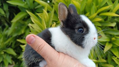 How to tell if a rabbit is happy: Vet reveals 10 signs to lookout for