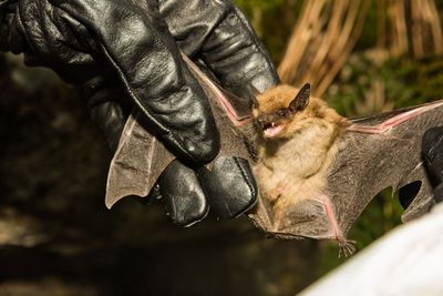 Hope treating a deadly disease in bats