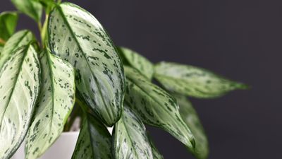 Why are my Chinese evergreen leaves turning yellow? Experts reveal why this tropical houseplant may not be happy