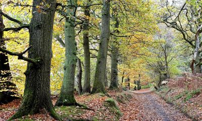 Goals to stop decline of nature in England ‘off track’, report warns