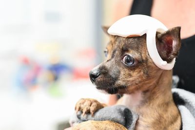 Pup With A Rare And Dangerous Condition Gets A Custom 3D Printed Helmet To Protect Him