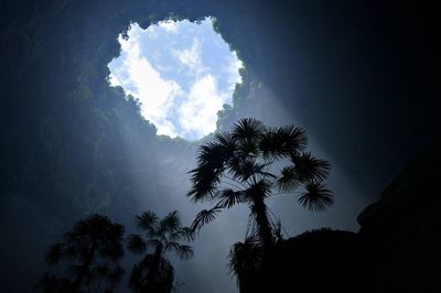 Massive sinkholes in China hold 'heavenly' forests with plants adapted for harsh life underground