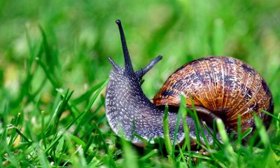 Life in the fast lane for snails this year