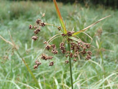 Wetland plant once nearly extinct may have recovered enough to come off the endangered species list