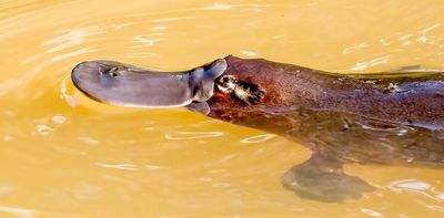 What’s the secret of genetic equality between the sexes? New platypus chromosome research may hold the key