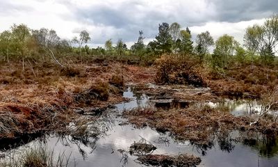 Country diary: Pine martens, dragonflies … this scarred peat bog is healing