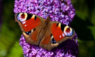 Where have all Britain’s garden butterflies gone?