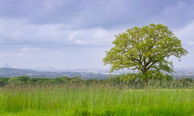 ‘Really special’: Farm near London to be rewilded to enable new housing in Essex