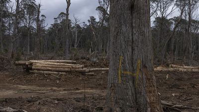 Forestry Corporation fined $360k for cutting down trees