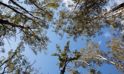 Forestry Corporation of NSW has ‘a pattern’ of illegally damaging the environment, scathing judgment finds