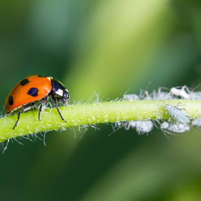 How to get rid of aphids – protect your plants with these top tips