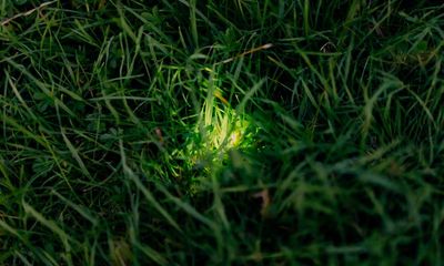 ‘There’s nothing else like it’: Dorset glow-worm survey charms volunteers