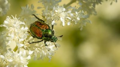 Best Japanese beetle repellent plants – 7 plants to grow to keep these destructive pests away