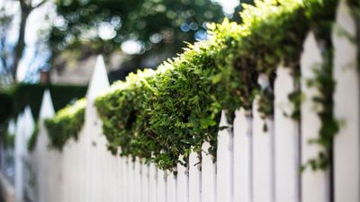 Can I cut my neighbor's hedge? Legal and real estate experts provide clarity on this often confusing issue