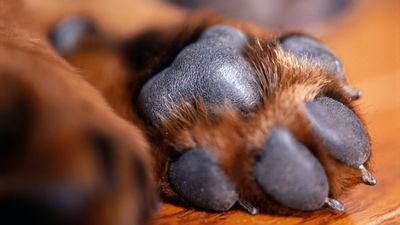 How to moisturize a dog's paw