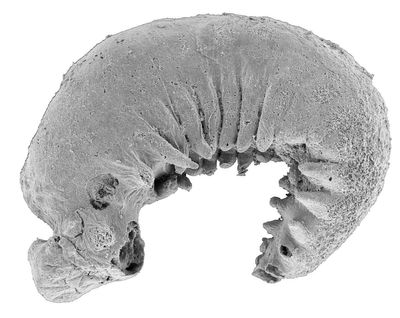 ‘My jaw just dropped’: Exceptionally well-preserved tiny worm fossil uncovered