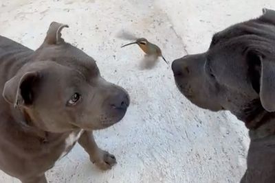 Friendship Between Two Pit Bulls And Wild Hummingbird Is Melting Hearts Online