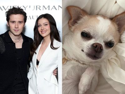 Nicola Peltz Beckham sues dog groomer for ‘malicious abuse’ after chihuahua’s death