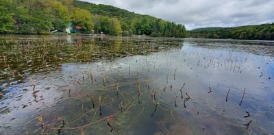 When fighting invasive aquatic plants, choose your battles