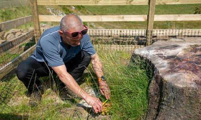 Felled Sycamore Gap tree may live on after green shoots appear on stump