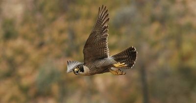 Parts of nature reserve shut for breeding season of 'highly sensitive' bird