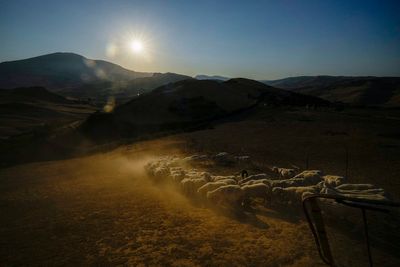 Extended drought parches Sicily, and farmers worry about being forced to sell off animals