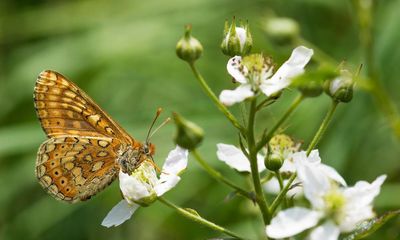 Cornish conservation charity launches major ‘Tor to Shore’ rewilding project