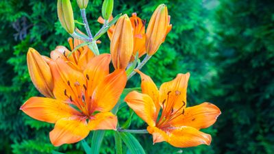 Is it necessary to deadhead lilies? Expert advice from a professional gardener