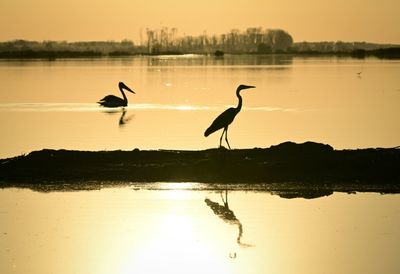 Reclaimed By Floods, Wildlife Returns To Romania's Danube Delta